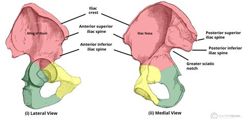 asis and psis anatomy
